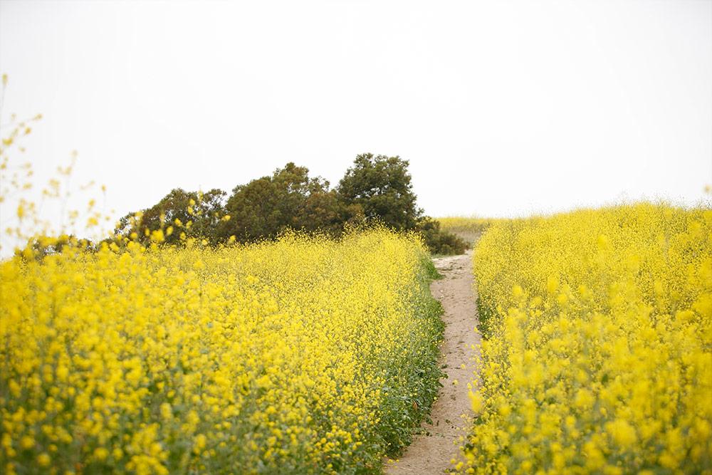 The ascending trail on French Hill